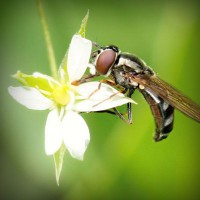 /album/ziervacius/photolia-a02-jpg/