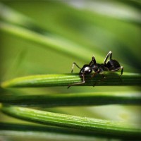 /album/ziervacius/photolia-a05-jpg/