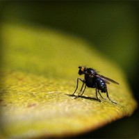 /album/ziervacius/photolia-a07-jpg/
