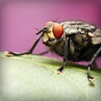 /album/ziervacius/photolia-a08-jpg/